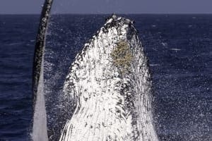 Whales 35 Lady Musgrave Experience Great Barrier Reef