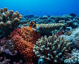 Natures Calendar December - Clown Fish Coral Reef