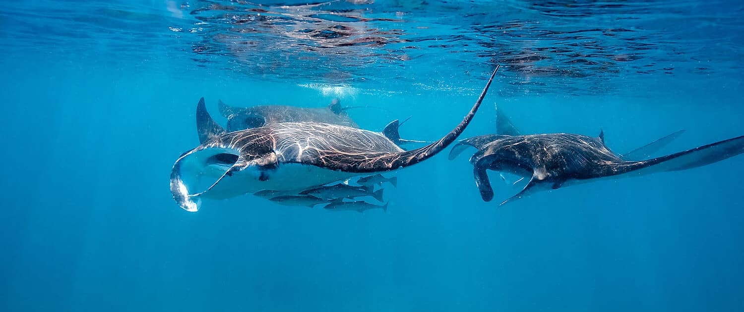 A group of manta rays swim gracefully near the ocean’s surface in clear blue water, with sunlight reflecting on their backs—a breathtaking sight often witnessed on Great Barrier Reef Tours and the Lady Musgrave Experience.