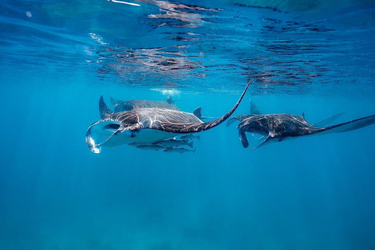 A group of manta rays swim gracefully near the ocean’s surface in clear blue water, with sunlight reflecting on their backs—a breathtaking sight often witnessed on Great Barrier Reef Tours and the Lady Musgrave Experience.
